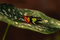 127 Peyrieras reservaat, mantella baroni